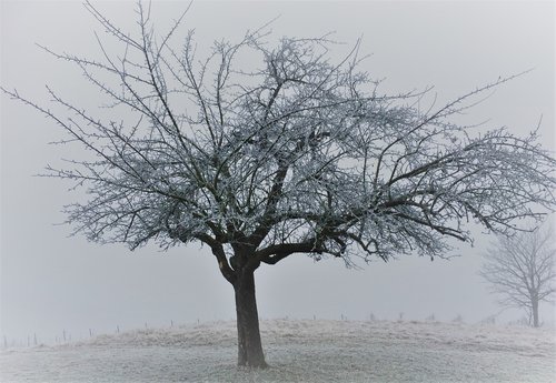 tree  winter  landscape