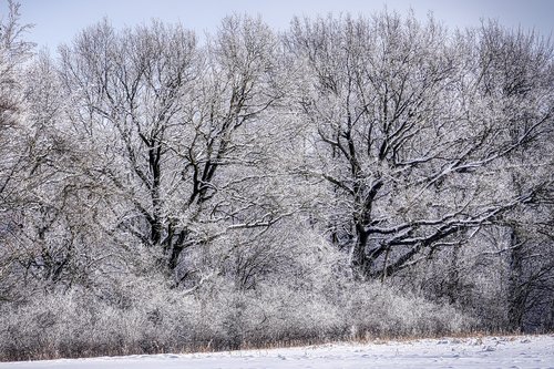 tree  winter  snow