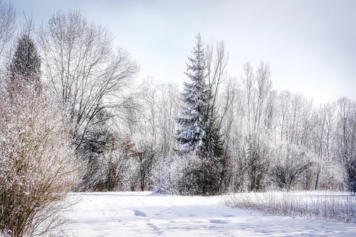 tree  winter  snow