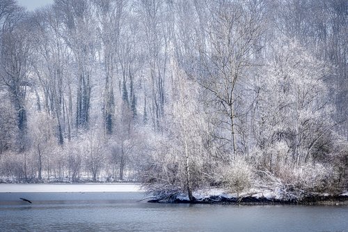 tree  winter  snow