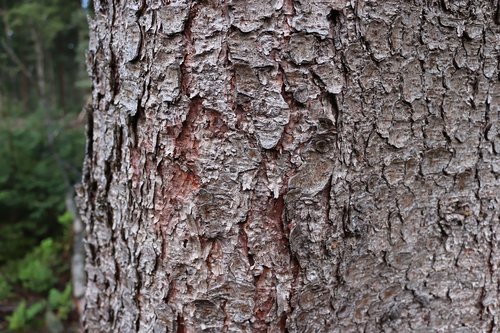 tree  bark  texture