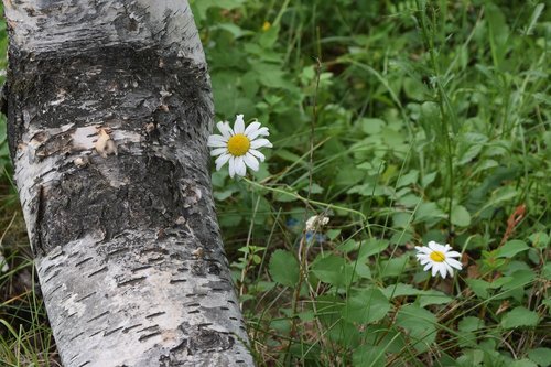tree  flower  daisy