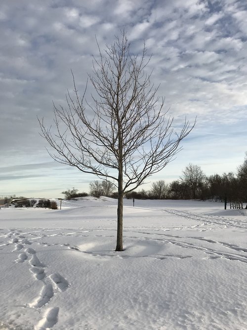 tree  maine  lands