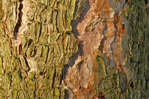 tree  bark  wood