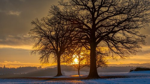 tree  sunrise  landscape