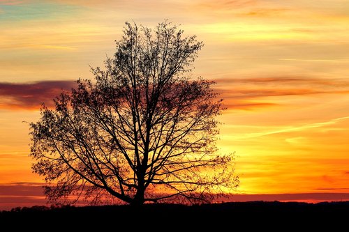 tree  silhouette  kahl