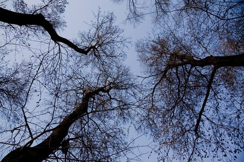 tree  nature  branches