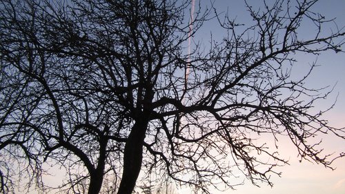 tree  sunset  sky