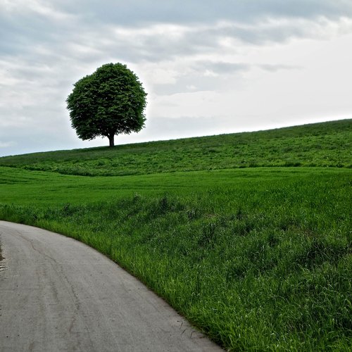 tree  away  meadow