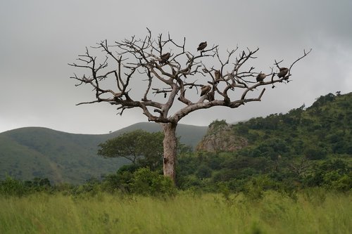 tree  vulture  africa