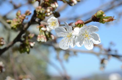 tree white blossom cherry blossoms