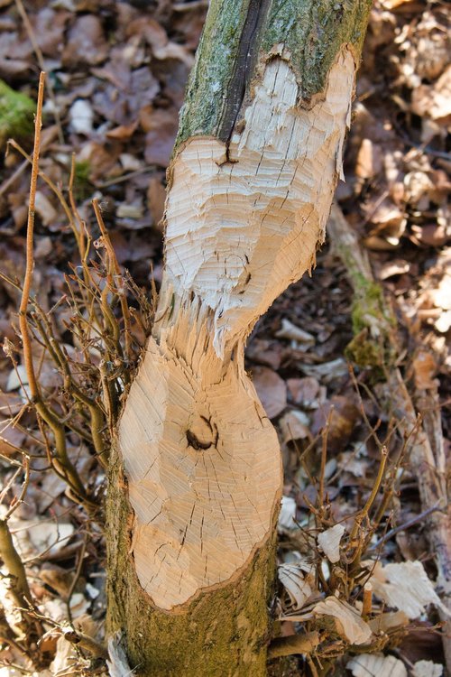 tree  beaver  beaver eating