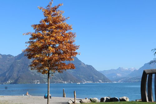tree  lake  autumn