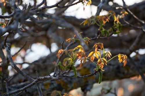 tree  spring  nature