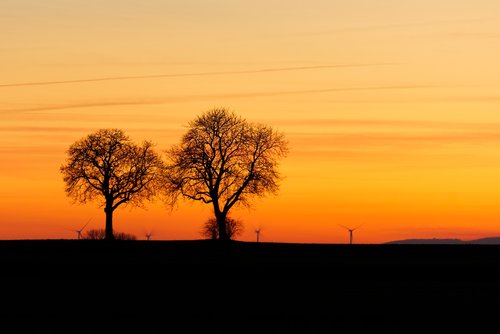 tree  afterglow  twilight