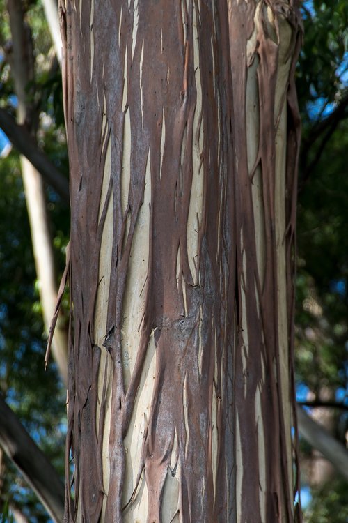 tree  bark  gum tree