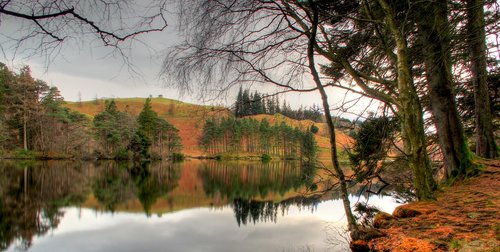 tree  lake  water