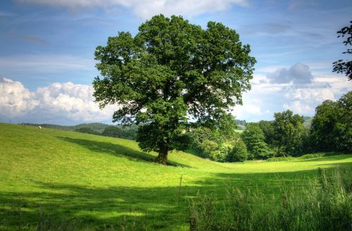 tree oak landscape