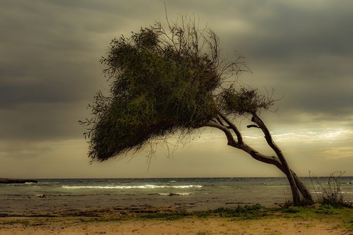tree  beach  sea