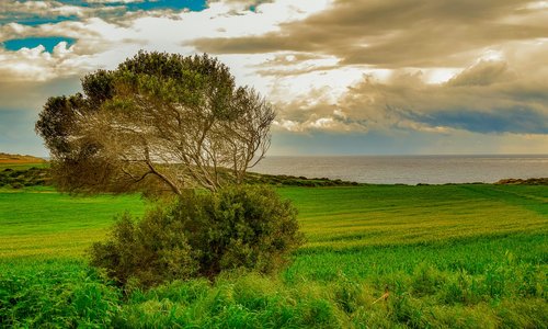 tree  meadow  landscape