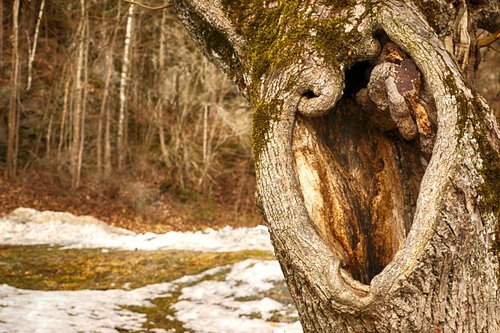 tree  tree trunk  nature