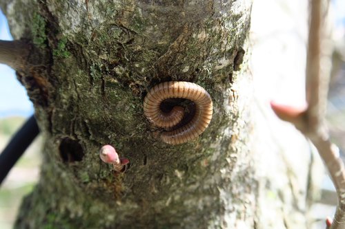 tree  worm  nature