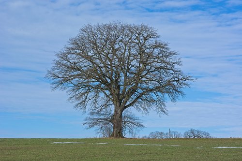 tree  individually  meadow