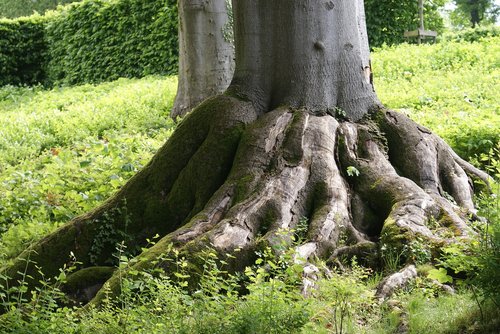 tree  roots  nature