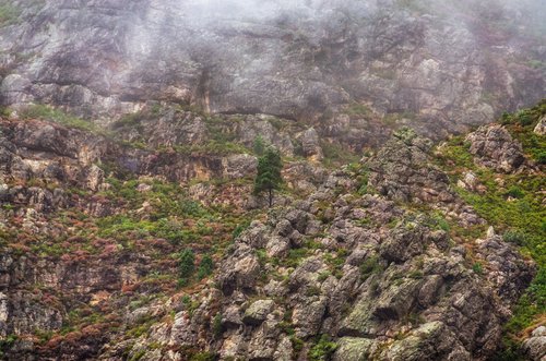tree  mist  mountain