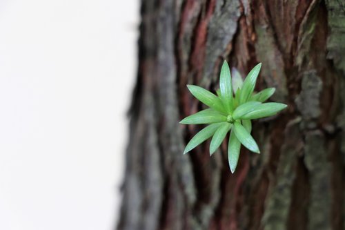 tree  trunk  nature