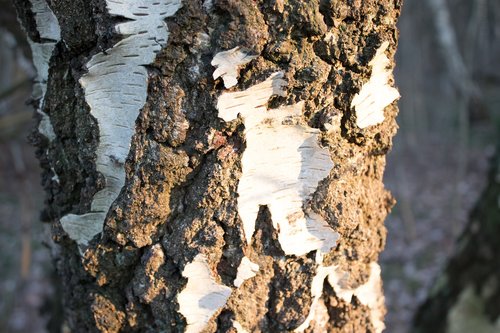 tree  bark  birch