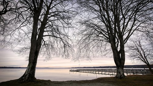 tree  branches  lake