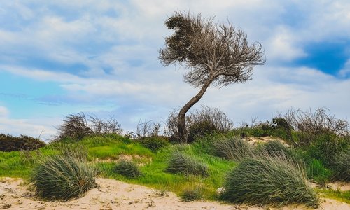 tree  bushes  dunes