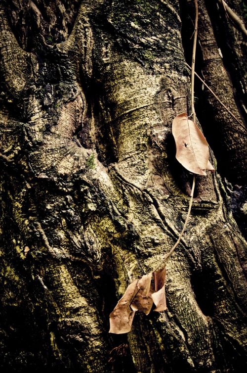 tree trunk leaf