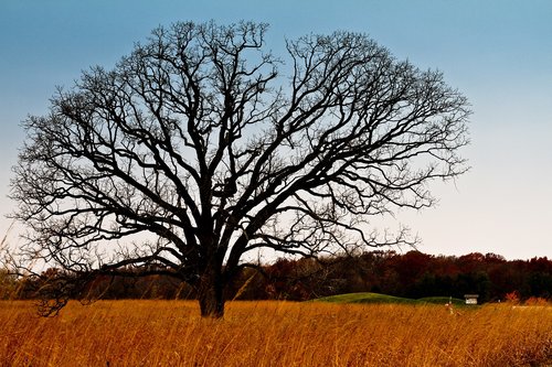 tree  meadow  landscape