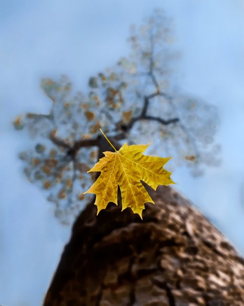 tree  nature  leaf