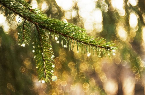 tree  raindrops  nature