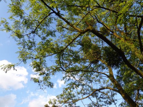 tree foliage branches