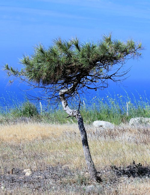 tree  pine  conifer