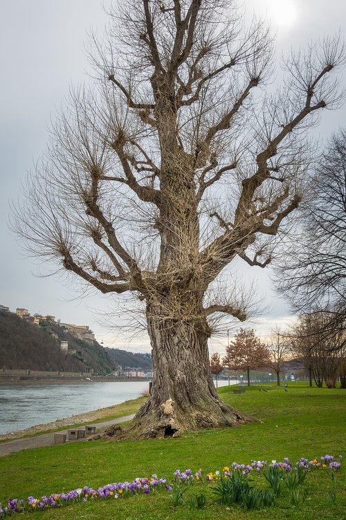 tree  park  rhine