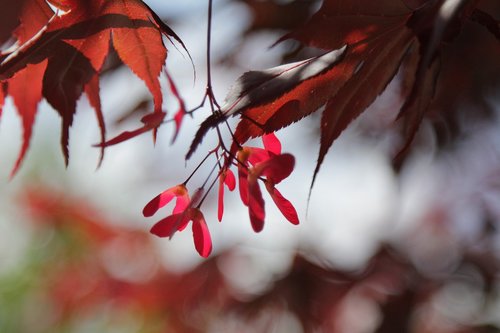 tree  leaves  acer