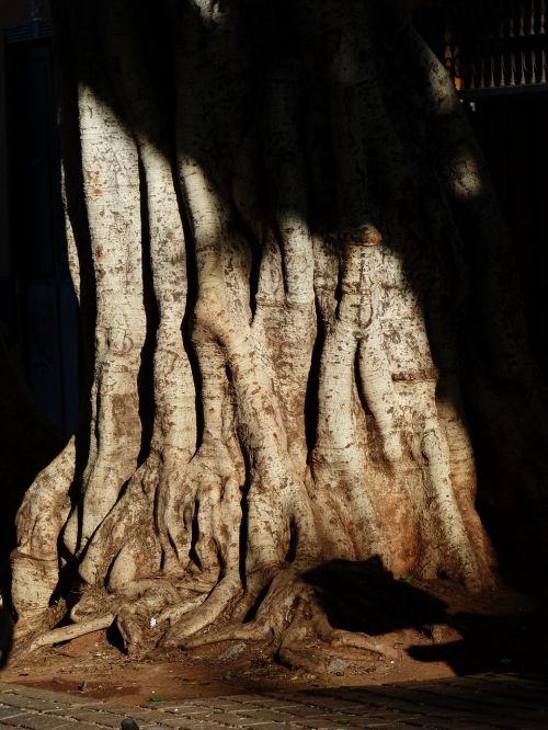 tree log root