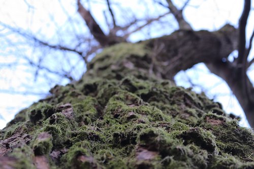 tree  nature  autumn