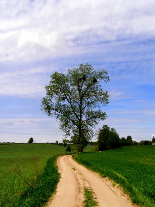 tree  village  landscape