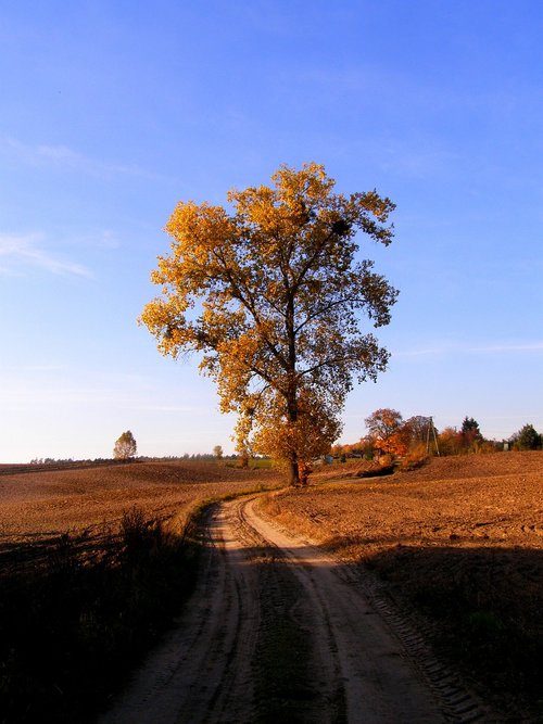 tree  village  landscape