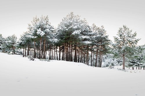 tree  forest  landscape