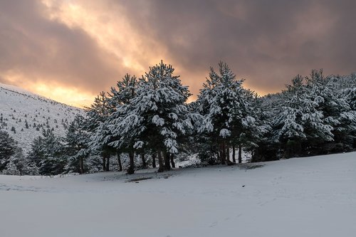 tree  forest  landscape