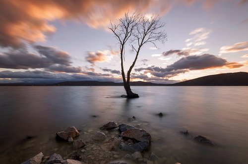 tree  lake  water