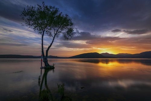 tree  lake  landscape