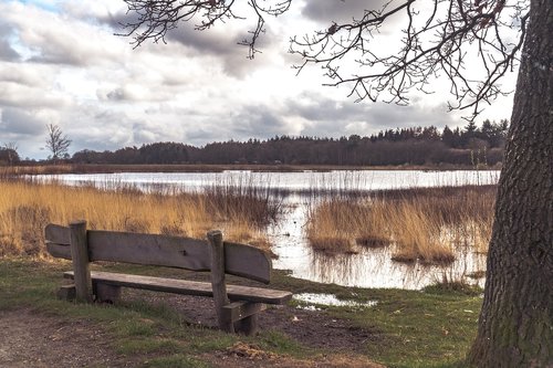 tree  water  bench